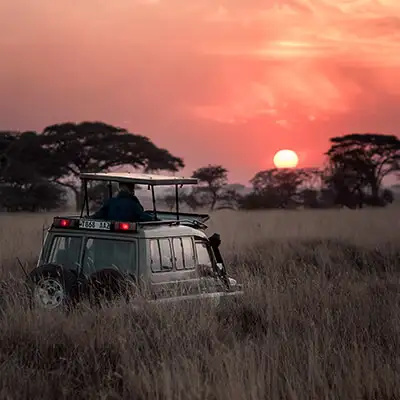 Safari.webp - Pangea Viajes