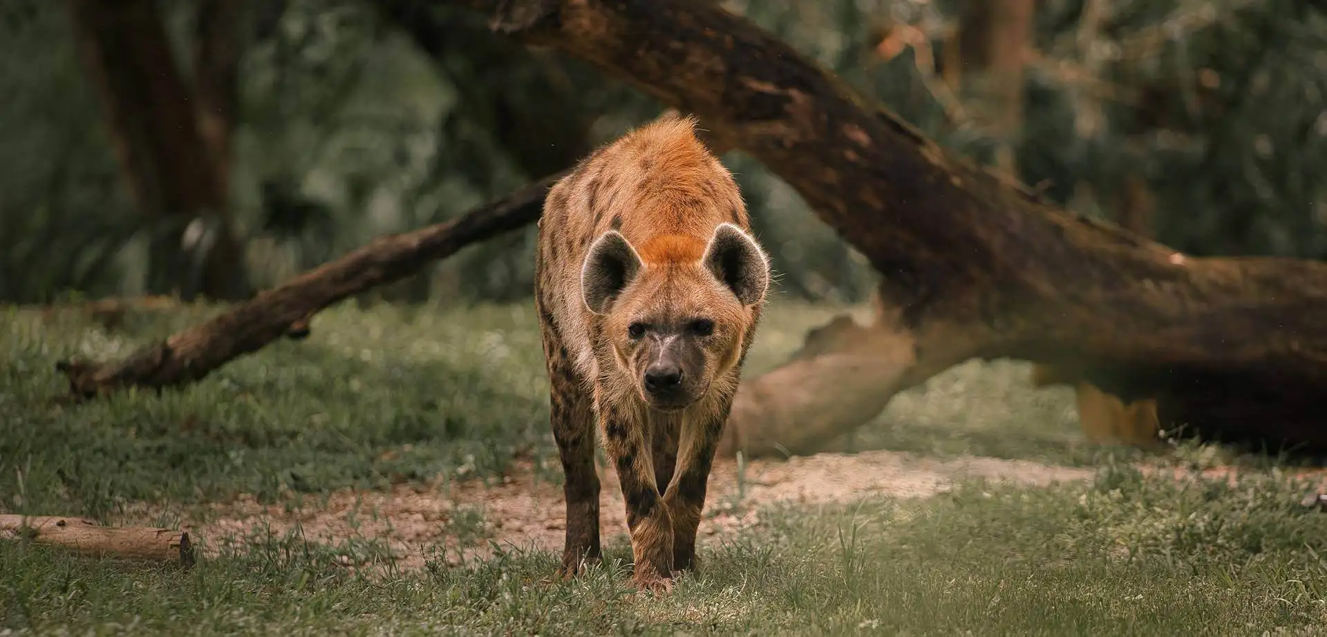 Nas pegadas do continente