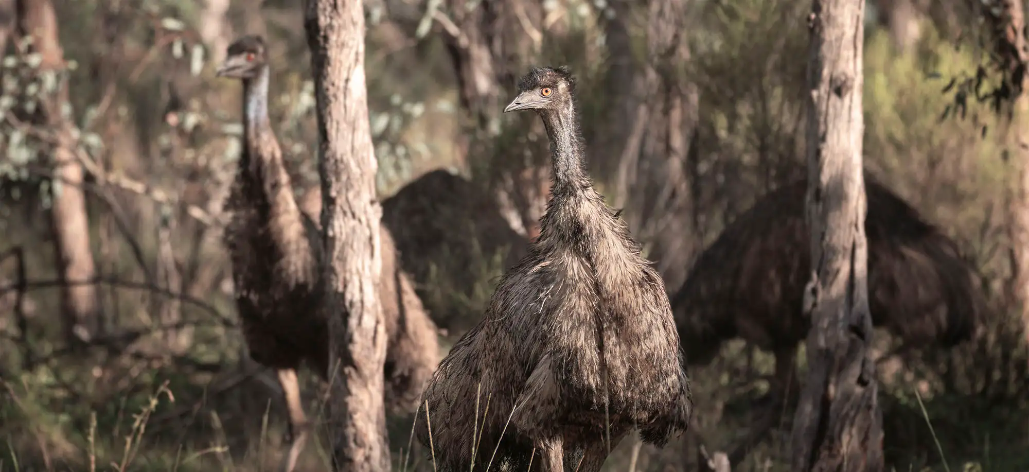 image-viajar-a-australia-fauna-endemica-g2.webp - Pangea Viajes