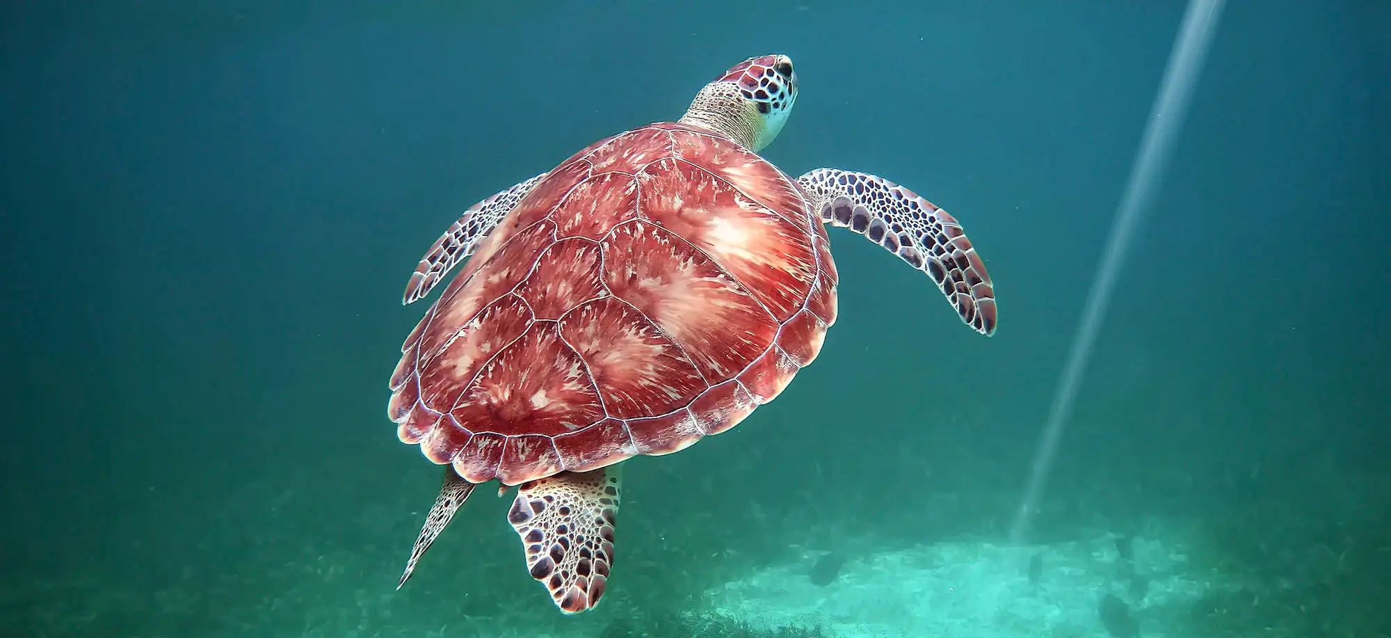 Trips to the Hol Chan Marine Reserve