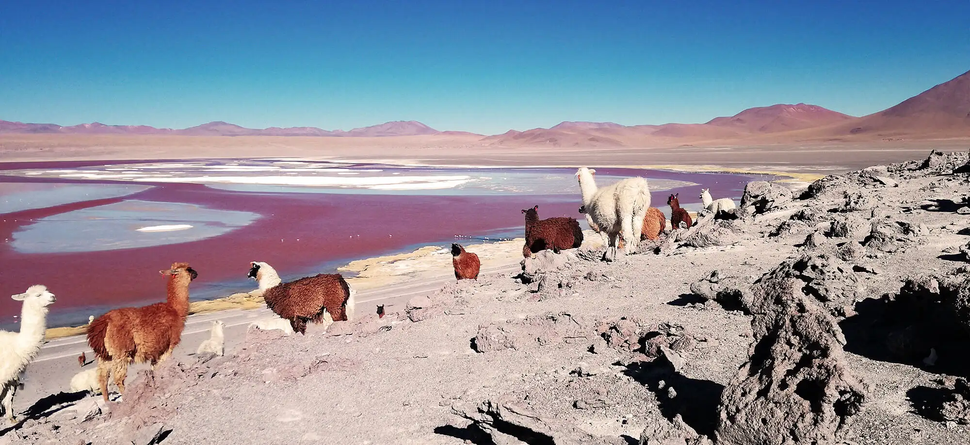 Trips to the Laguna Colorada