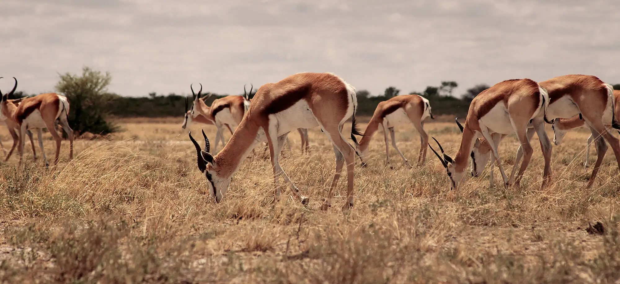 Trips to Central Kalahari Game Reserve