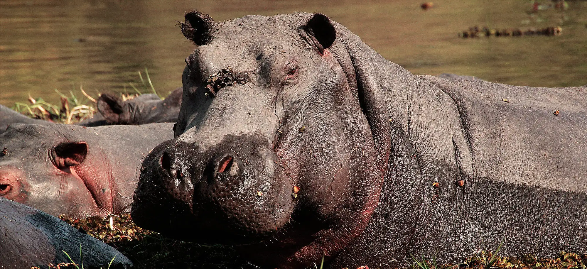 Viajes a la Reserva de Moremi