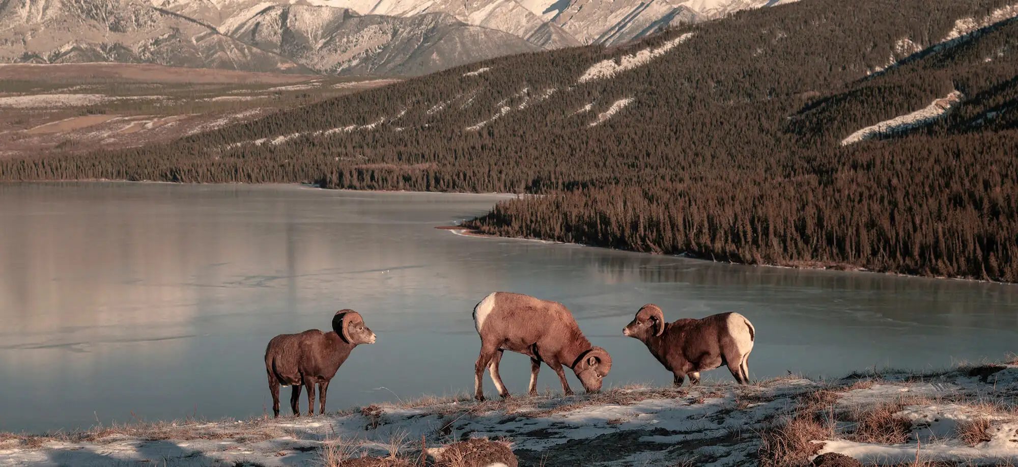 Parque Nacional Jasper