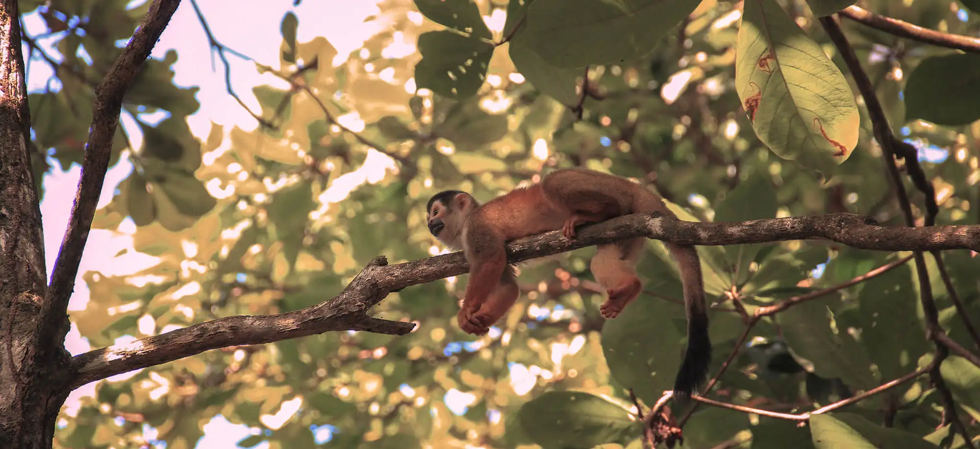 Viajes al Parque Nacional de Corcovado