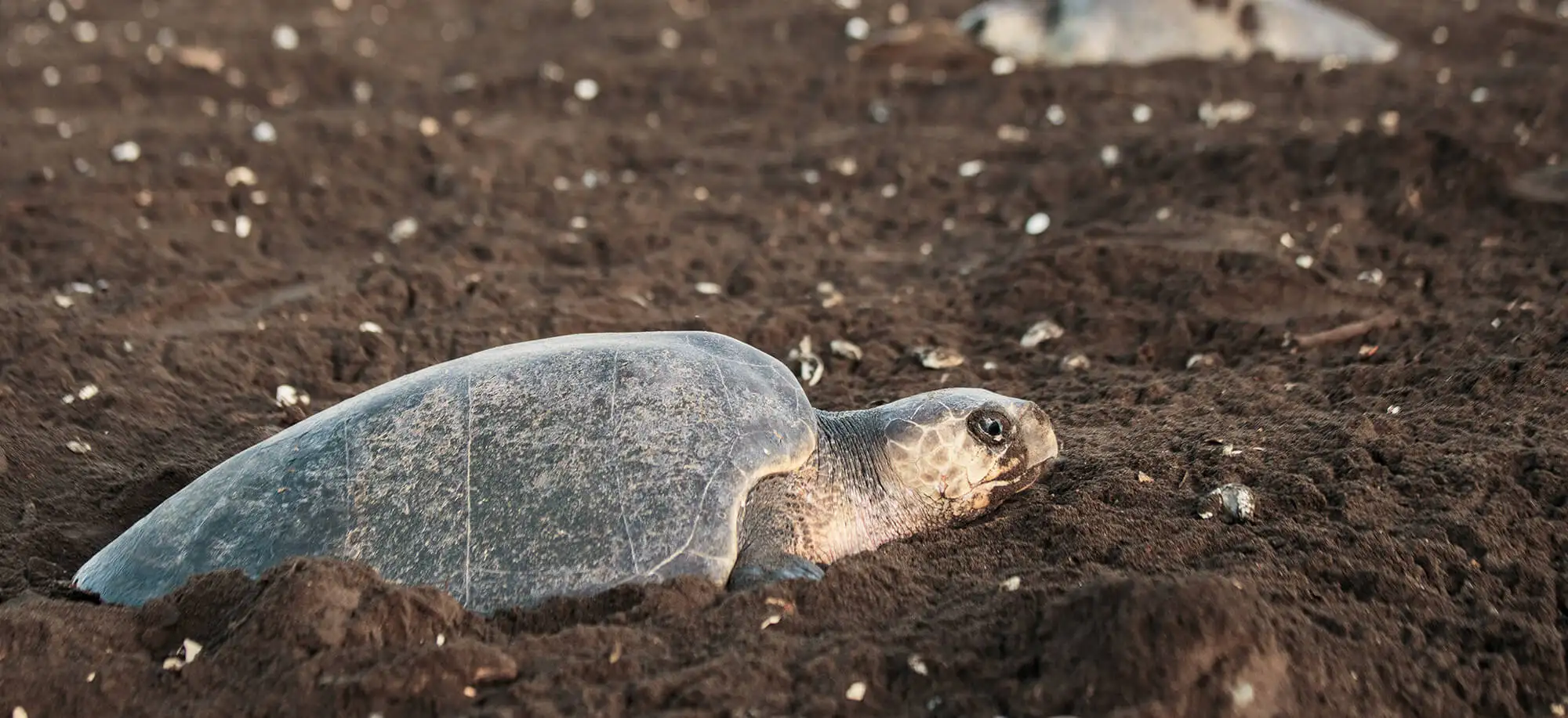 Trips to Tortuguero National Park