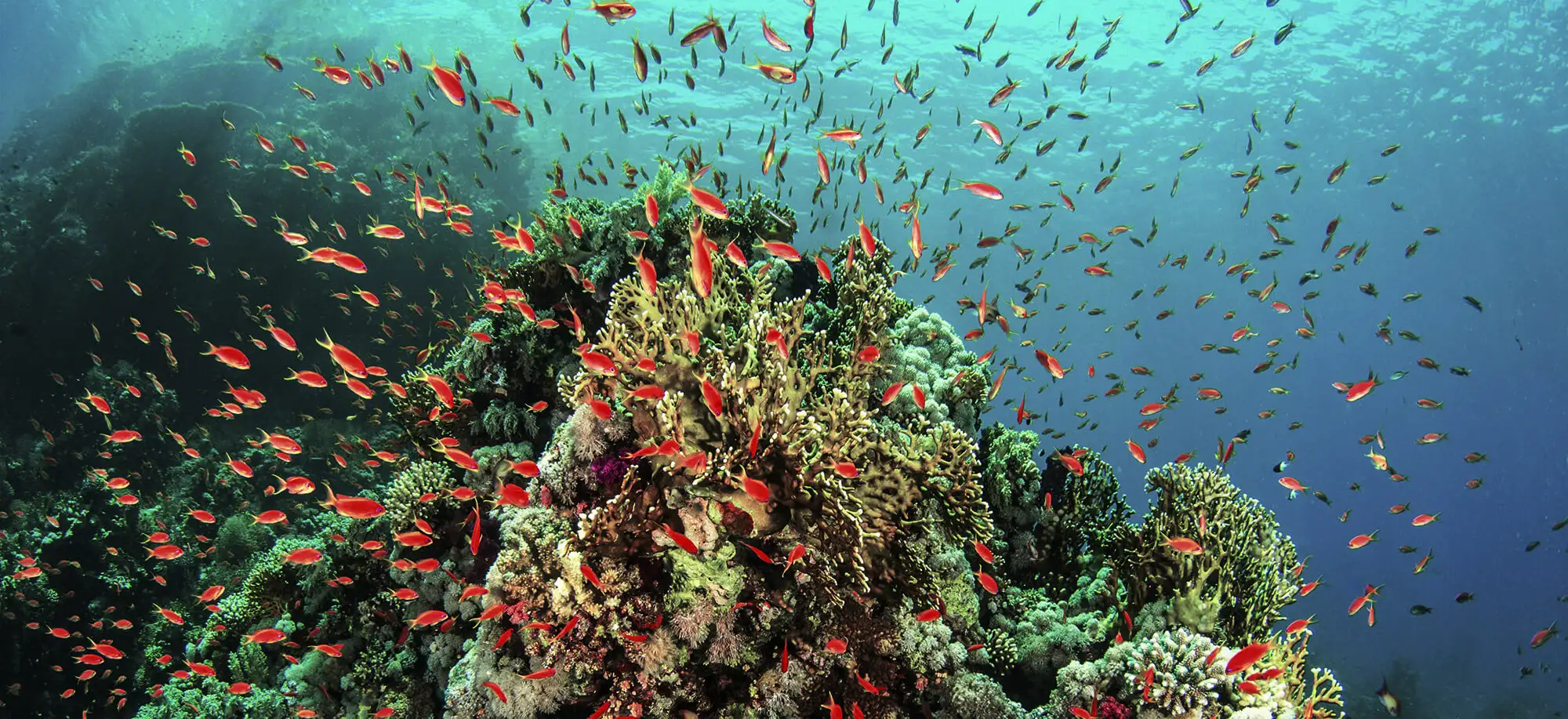 Trips to Sharm el Sheikh