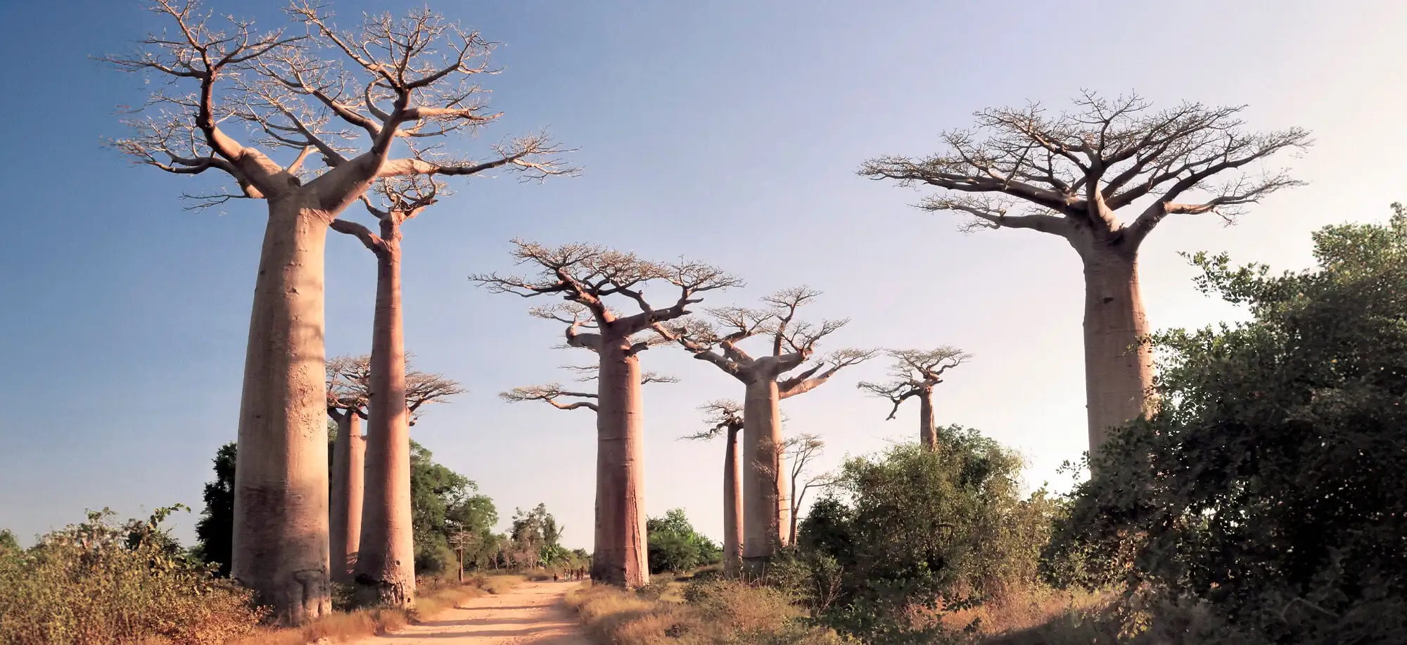 Trips to the Avenue of the Baobabs