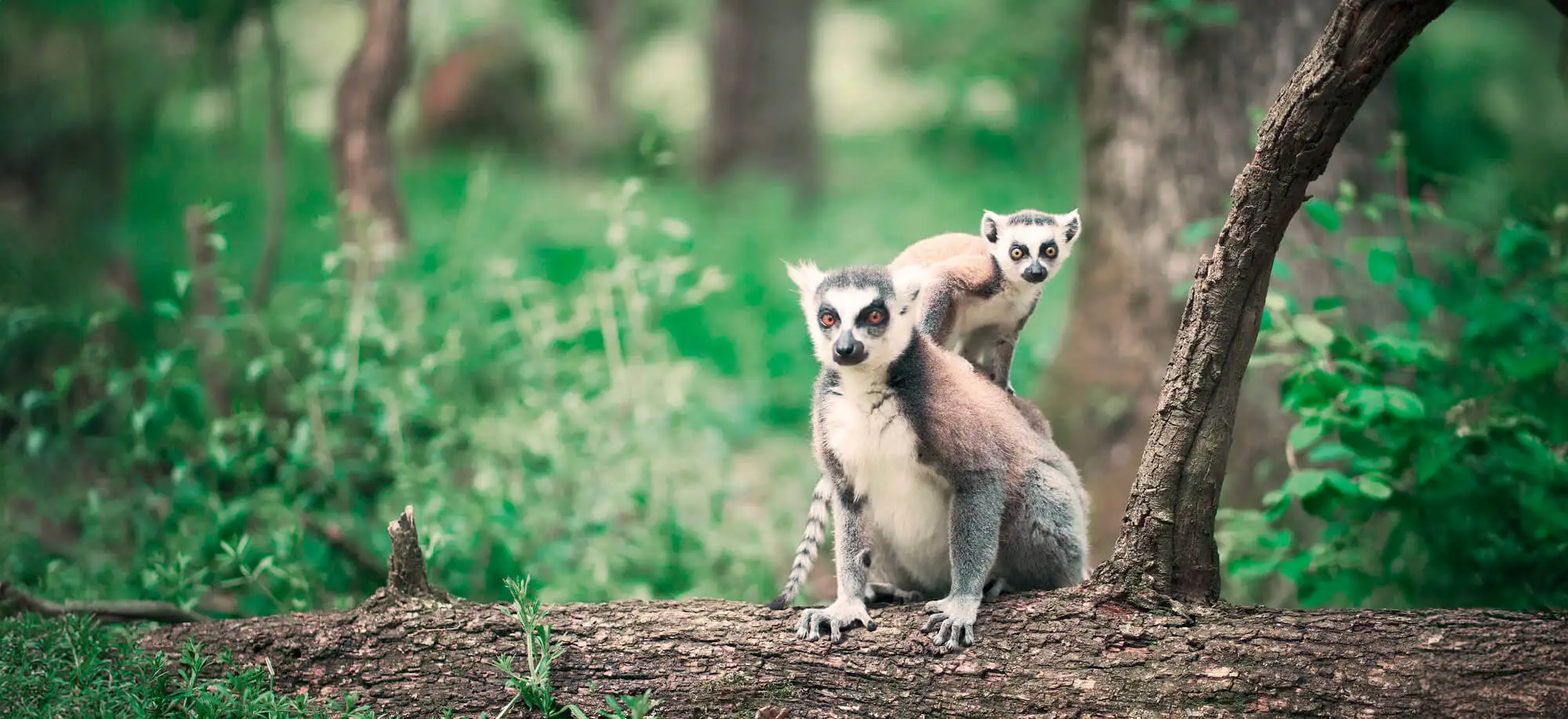 Trips to See Lemurs in Madagascar
