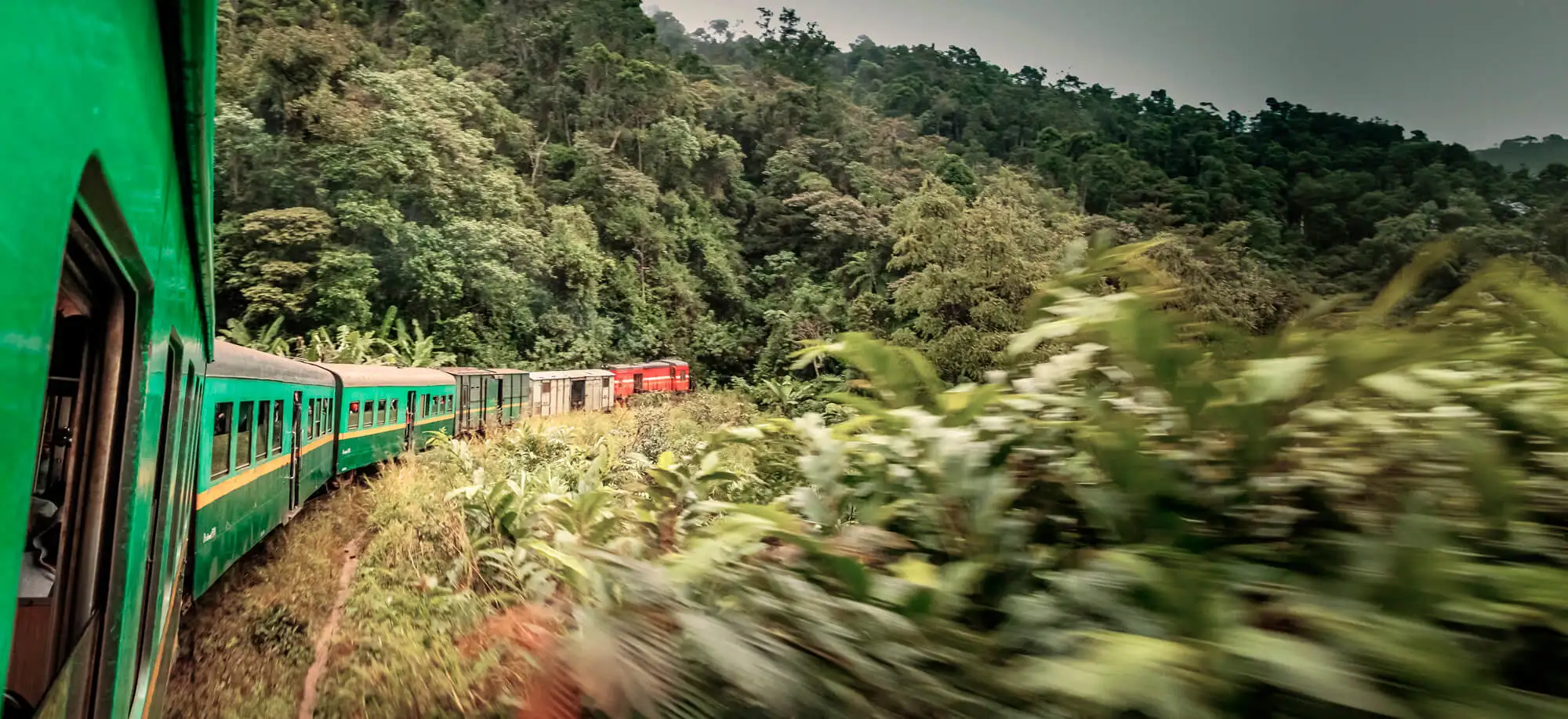 Viajes para ver el Tren de la Selva