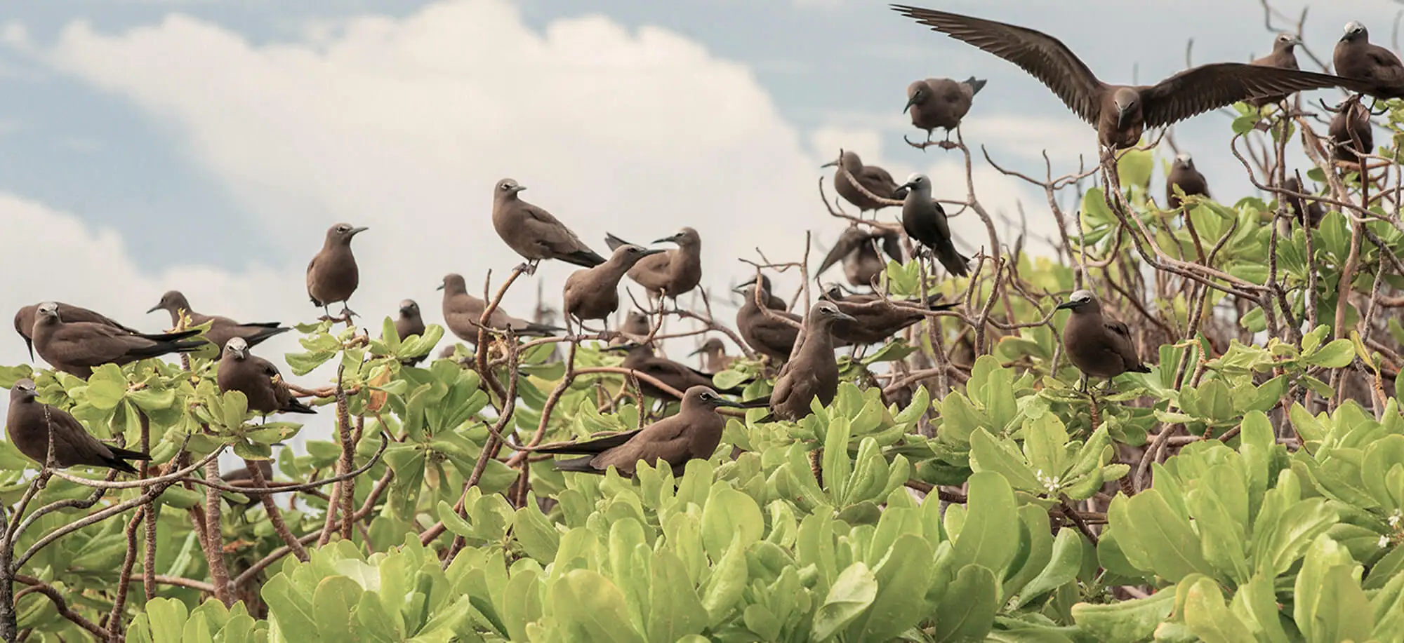 Bird Island