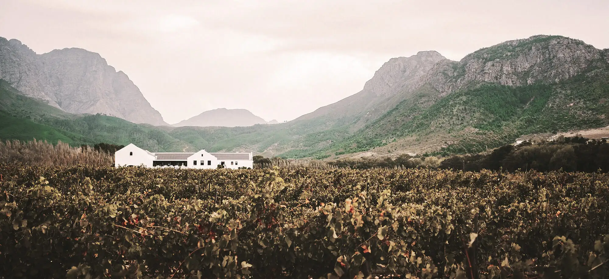 Viajes a los Viñedos