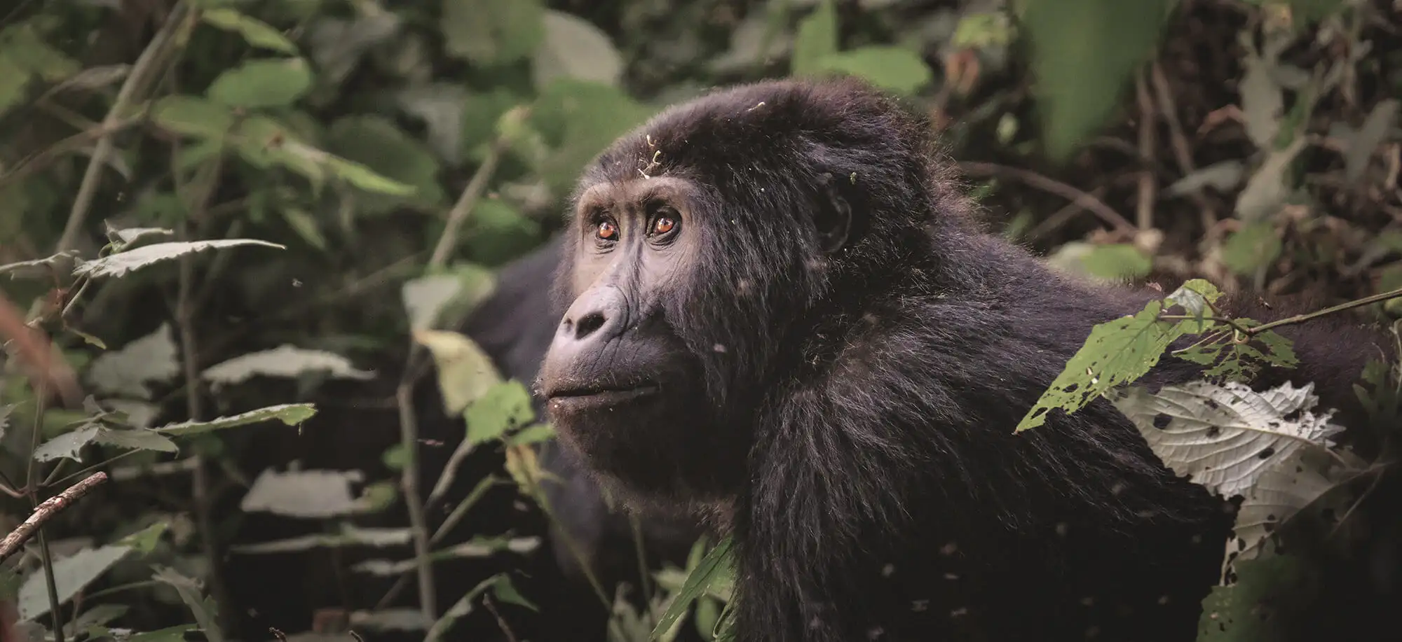 Gorilas em Uganda