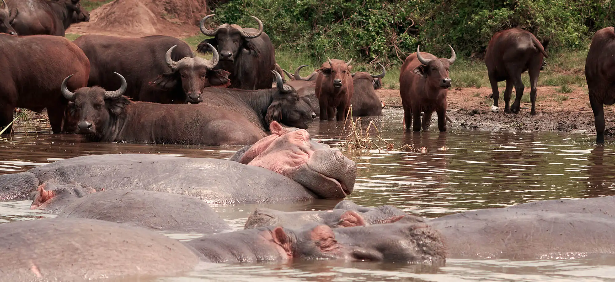 Parque Nacional Queen Elisabeth