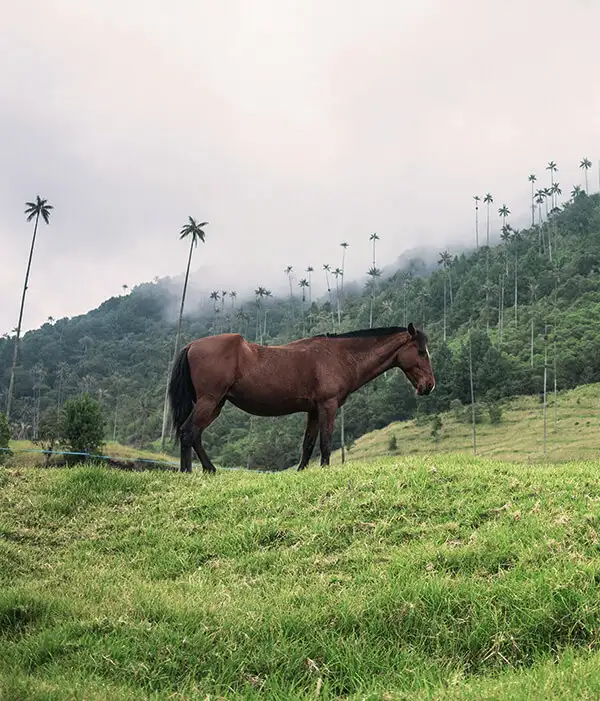 viaje-a-colombia.webp - Pangea Viajes