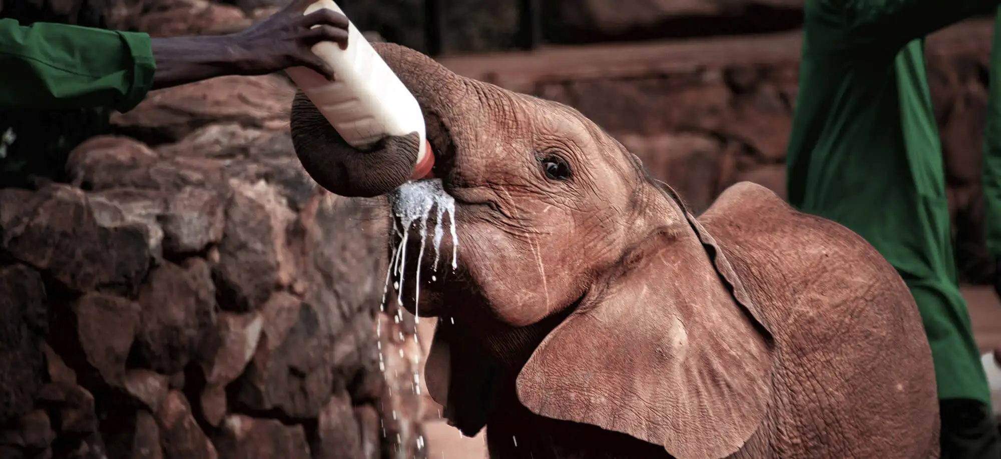 Orfanato de elefantes