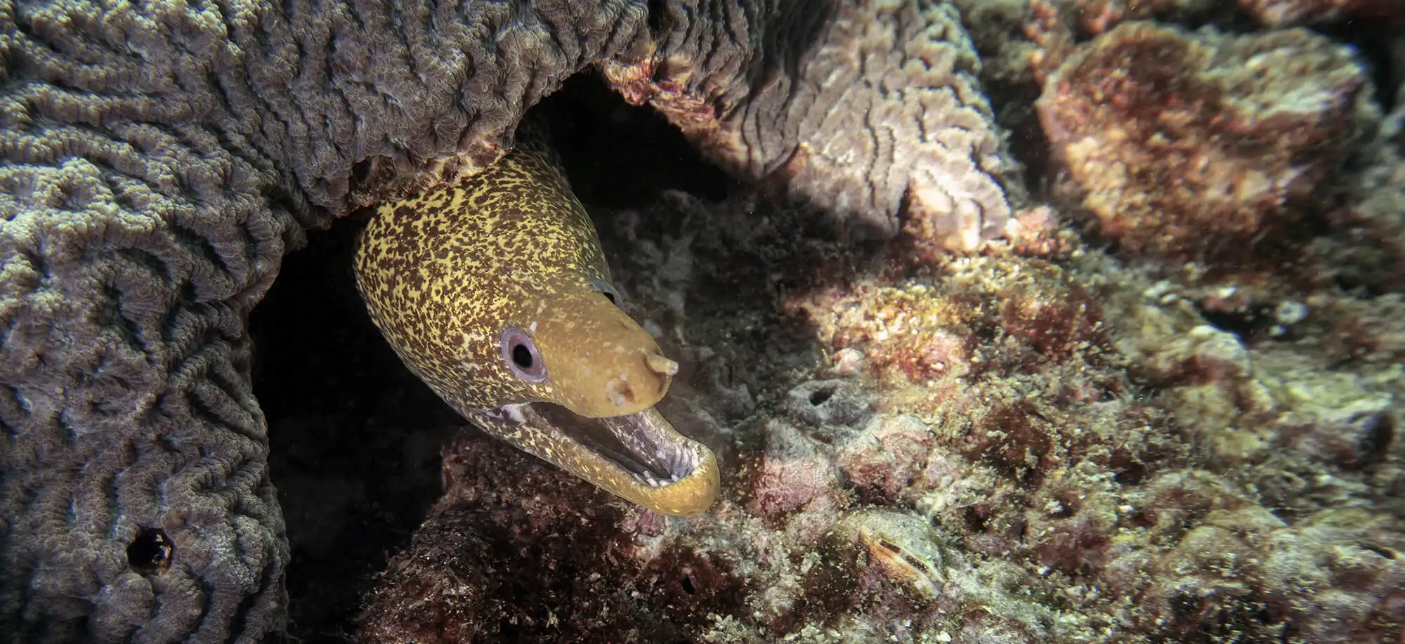 Viagens às Ilhas Dimaniyat