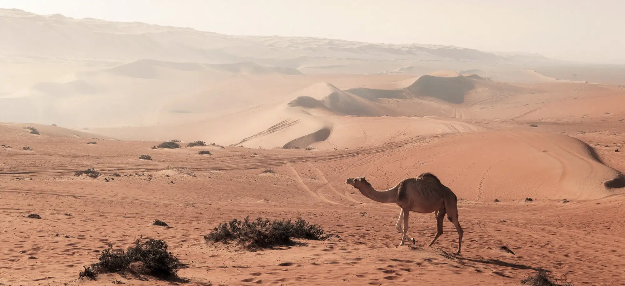 Viagens ao deserto de Wahiba Sands