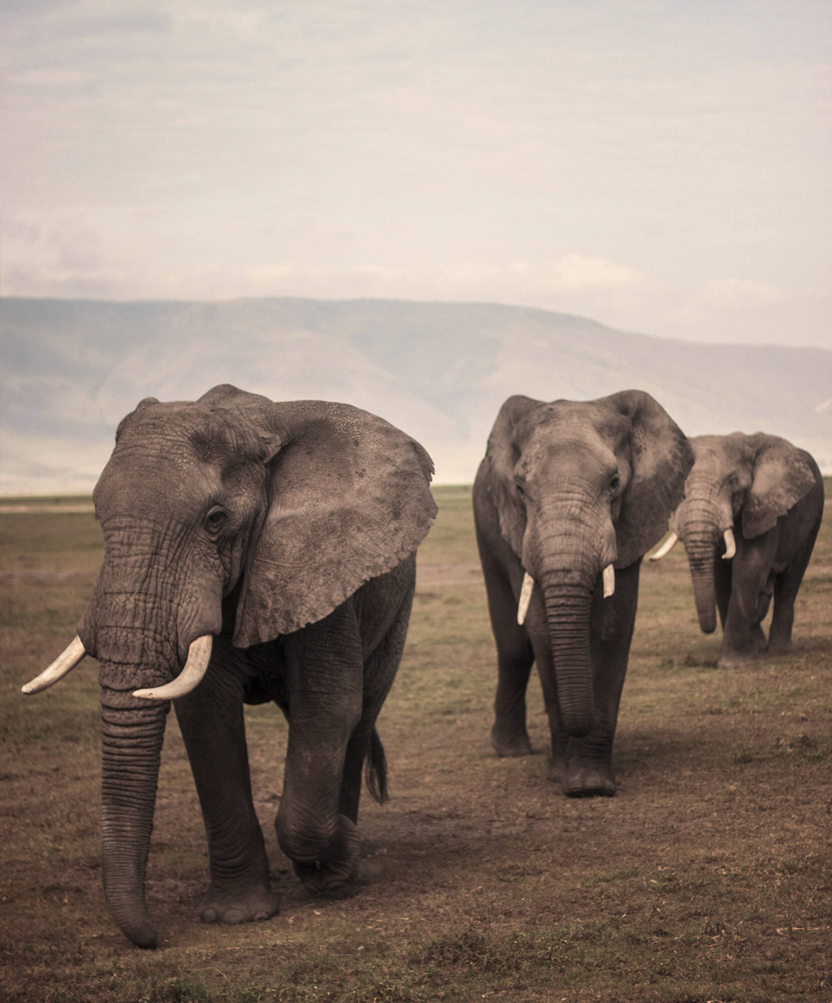 viaje-autor-tito-vivas-serengueti-elefantes.jpg - Pangea Viajes